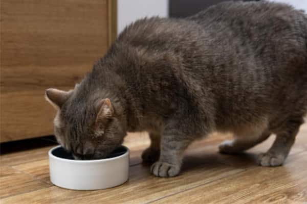 Cat eating from bowl