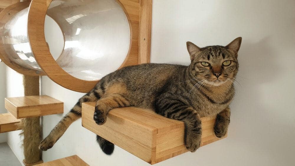 Un jeune chat tabby se repose