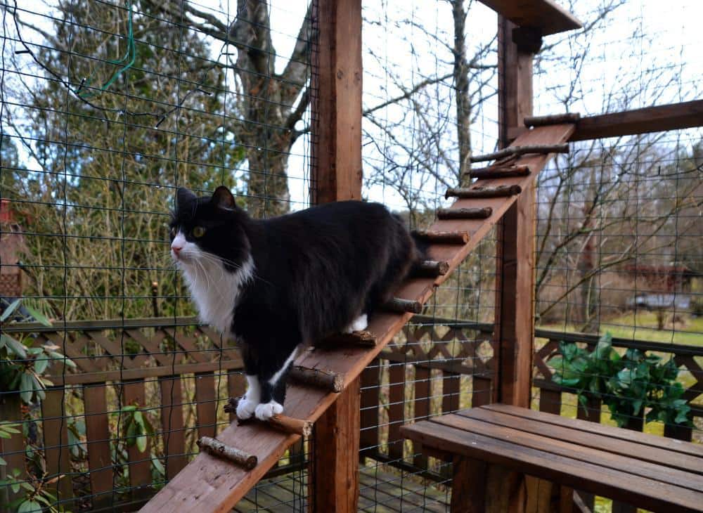 A black cat inside a catio