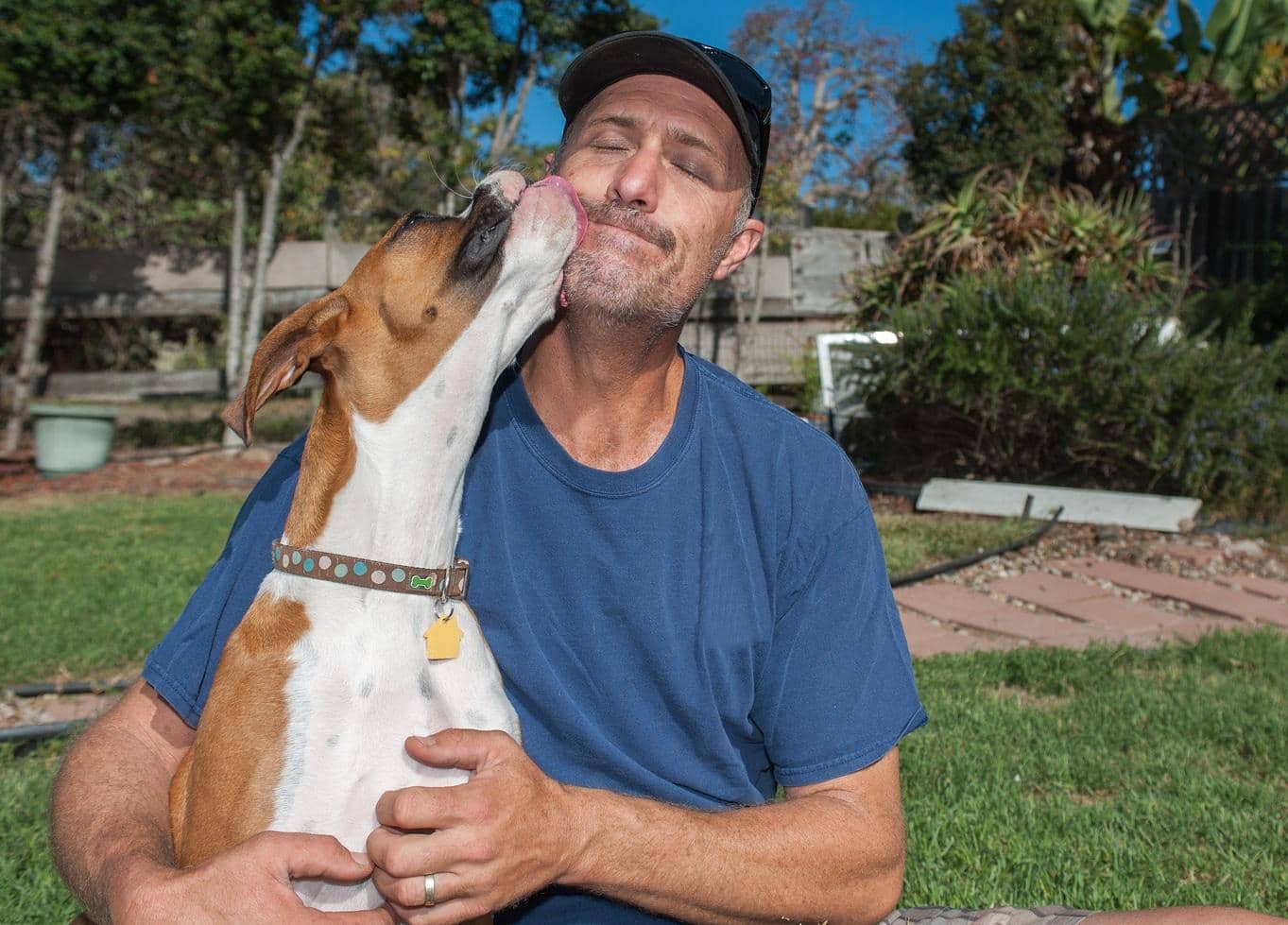 Boxer puppy licking face of man