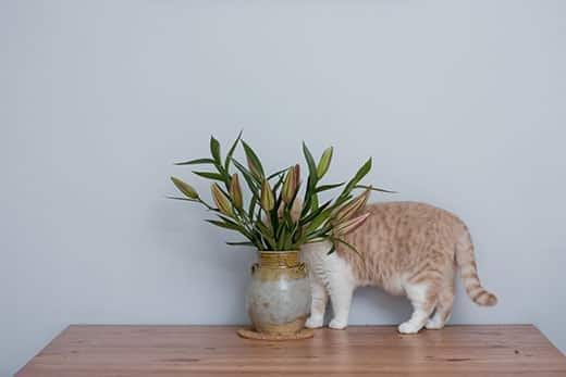 British short hair cat hiding behind pot of lily flowers