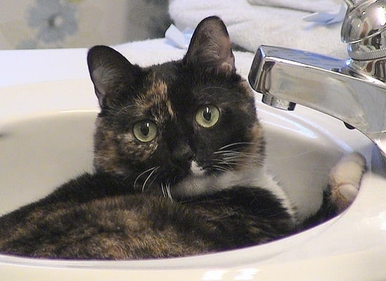 Calico noir et orange couché dans le lavabo de la salle de bain.