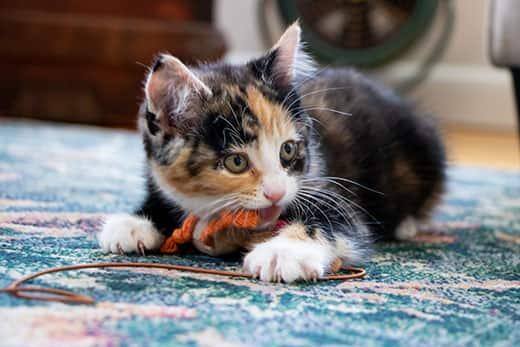 Calico kitten playing with orange and brown rope while laying on blue rug.