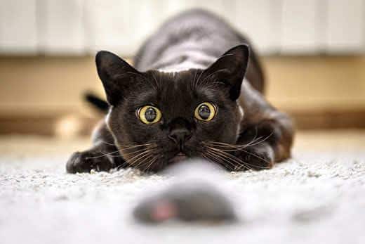 Cat hunting to mouse at home, Burmese cat face before attack close-up. Portrait of funny domestic kitten plays indoor. Look of happy Burma cat preparing to jump. Eyes of playful pet wanting to pounce.