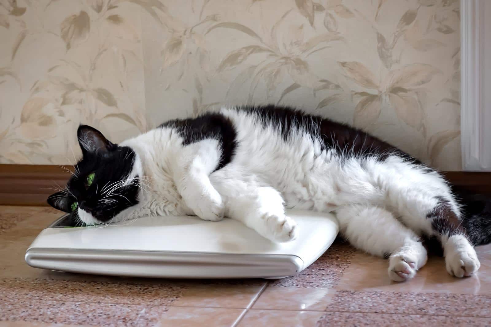 Chat blanc avec des taches noires posé sur une balance