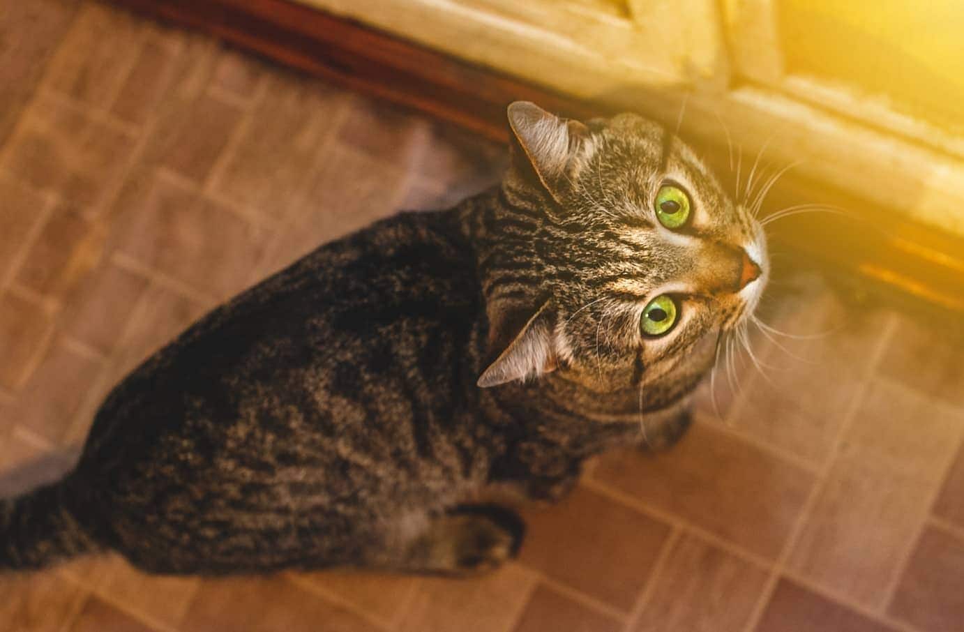 Chat regardant la lumière du soleil à travers une porte vitrée