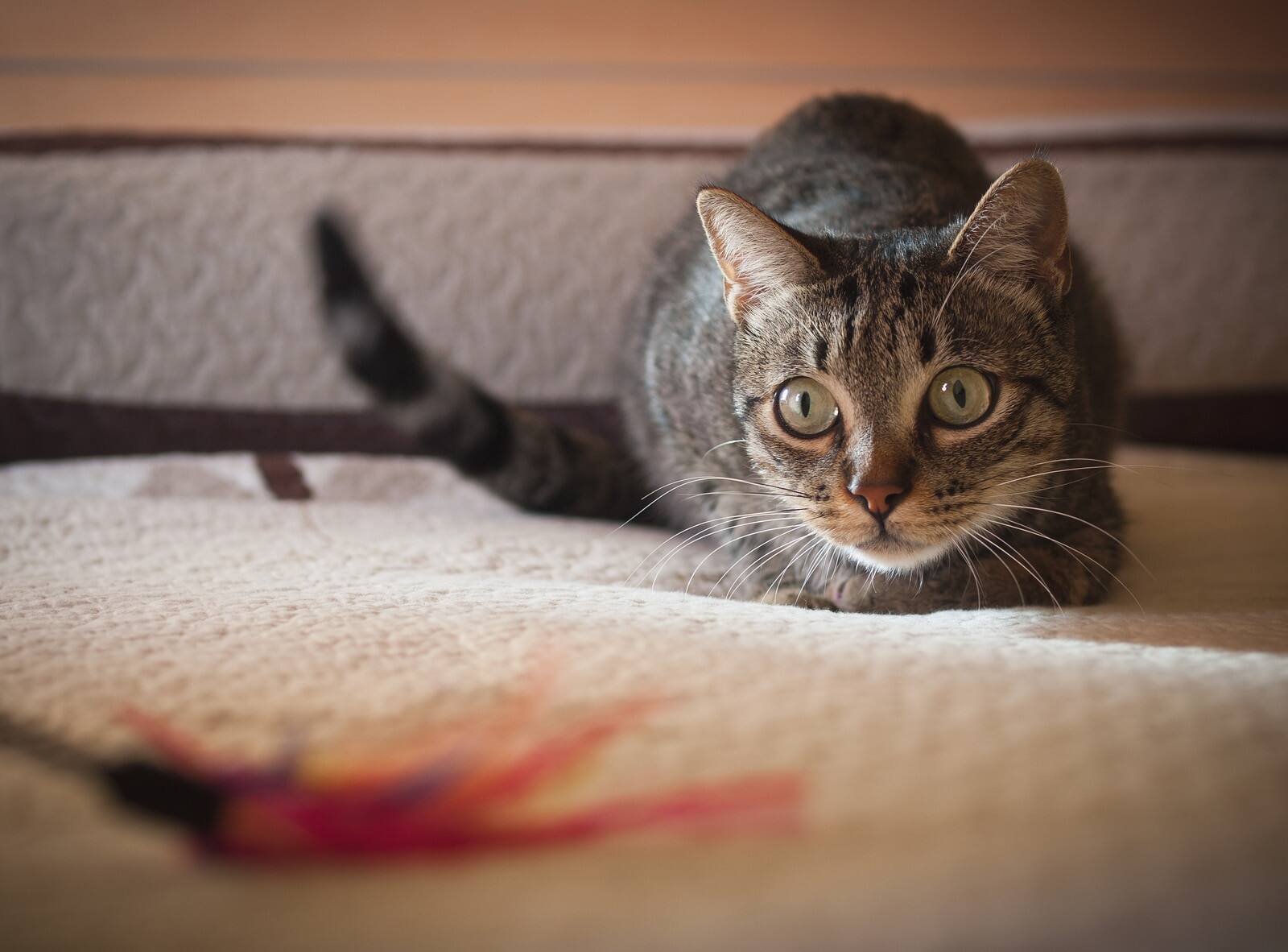 Chat tigré sur le point de sauter sur un jouet à plumes.