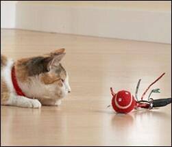 Cat playing
