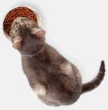 Manger un chat