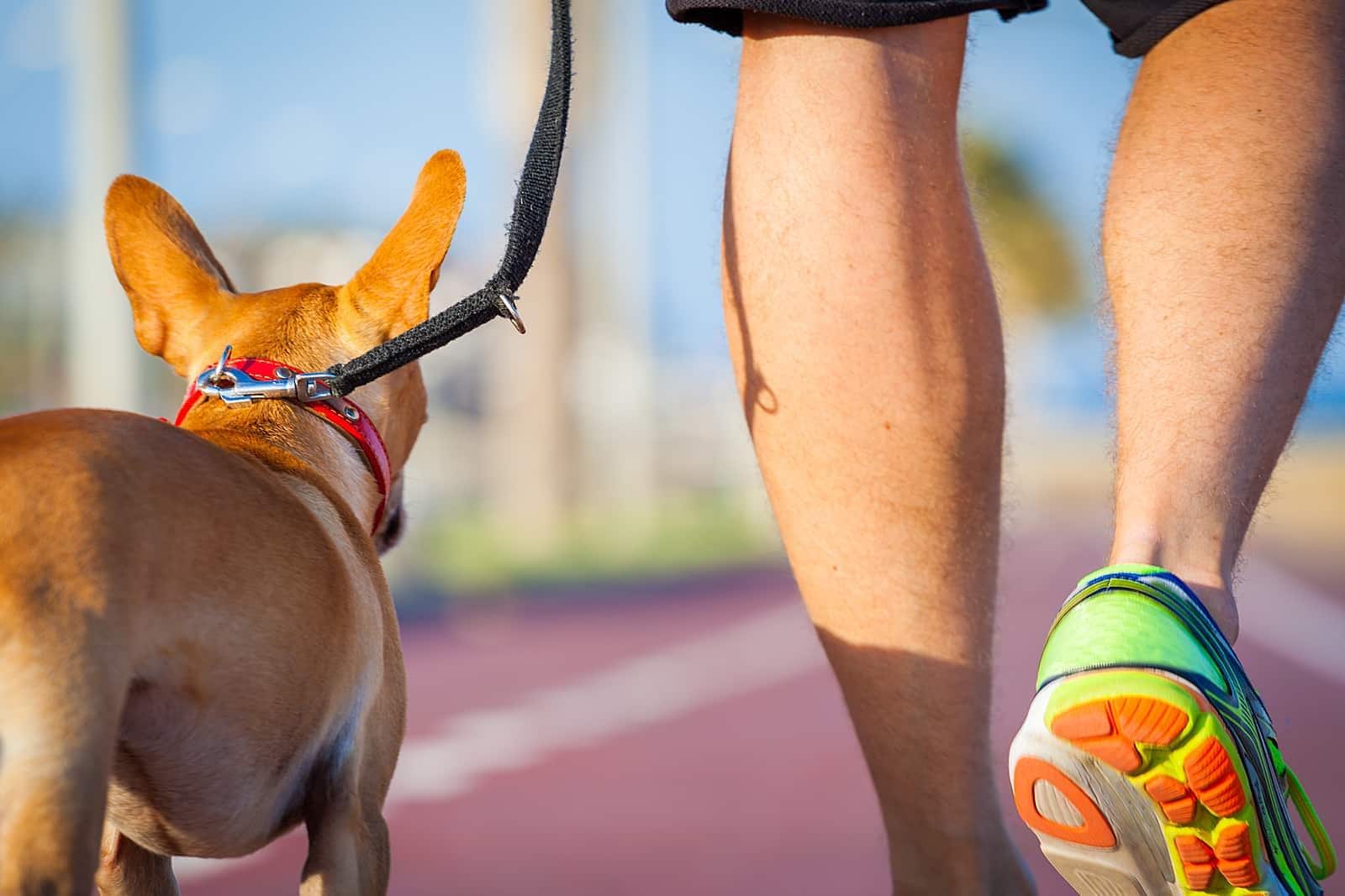 Un chien chihuahua marchant sur la piste avec son propriétaire