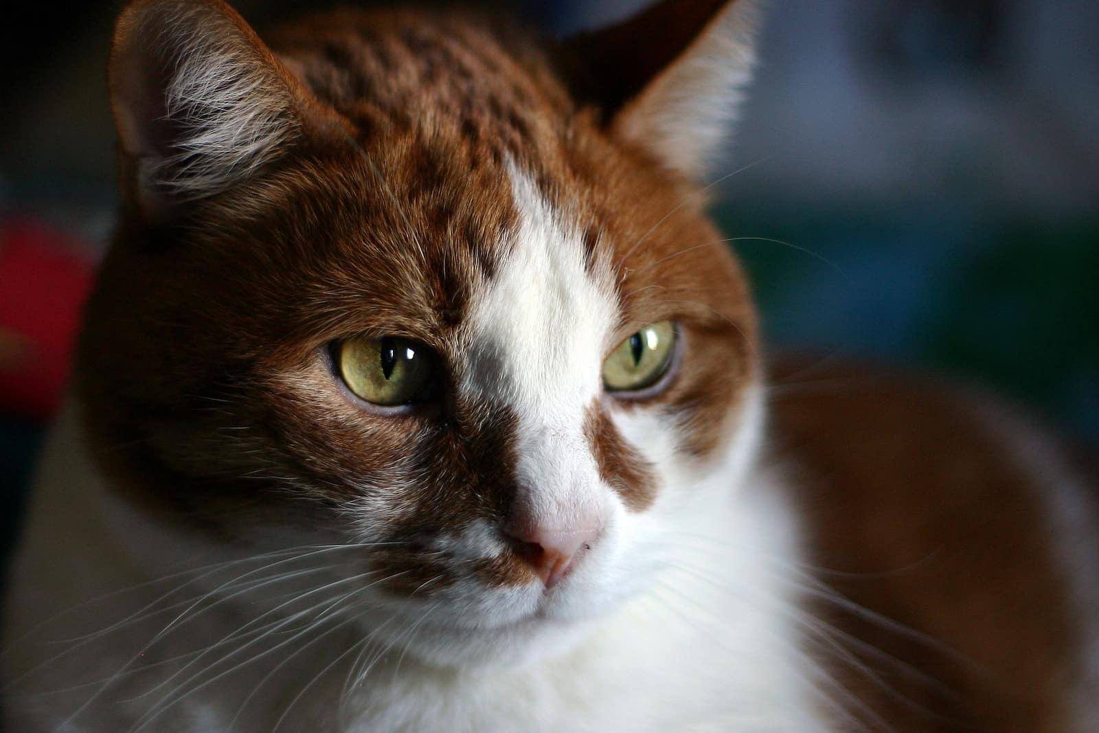 Chat brun, orange et blanc de près