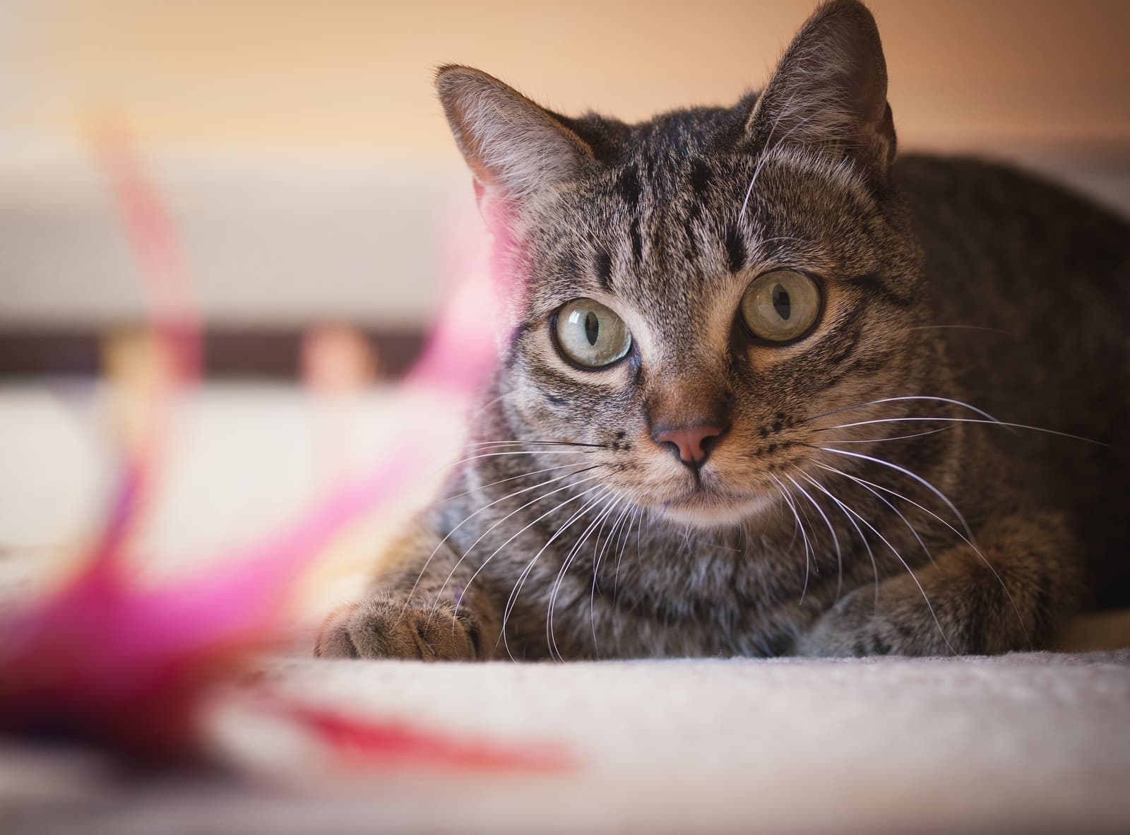 
Gros plan d'un chat tigré brun aux yeux verts.
