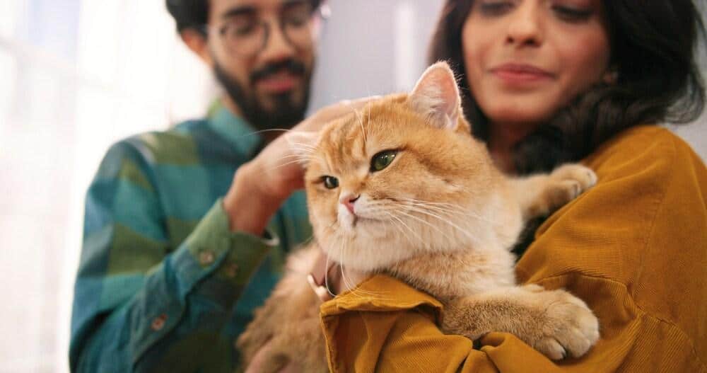 Gros plan d'un jeune couple indien joyeux, femme et mari, debout dans la chambre à la maison, tenant un chat mignon dans les mains