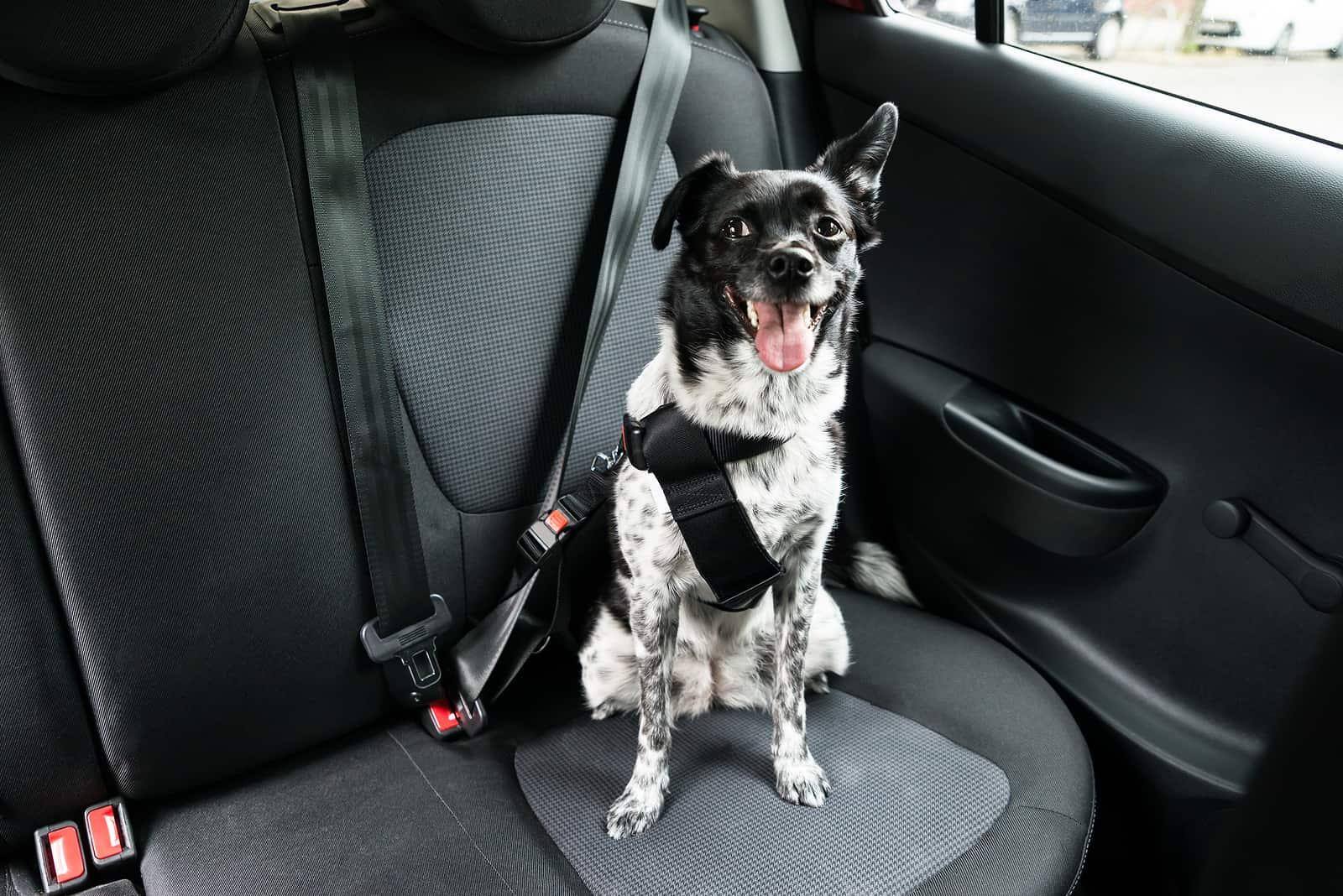 Chien avec la langue qui sort assis dans un siège de voiture