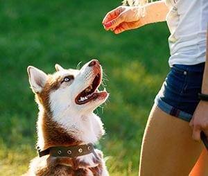 Formation de motivation pour chiens. Le dresseur donne une récompense au chien husky