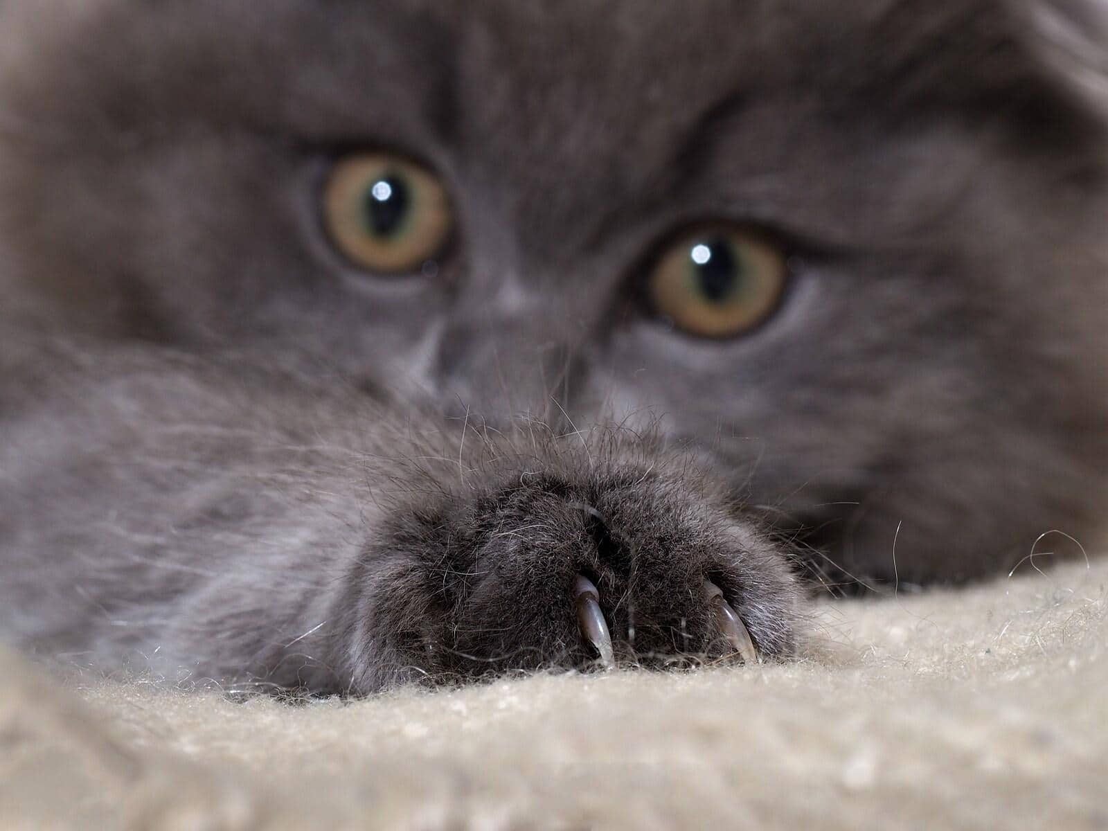 Chat gris foncé pelucheux couché avec des griffes étendues dans le tapis. La fourrure est grise et pelucheuse