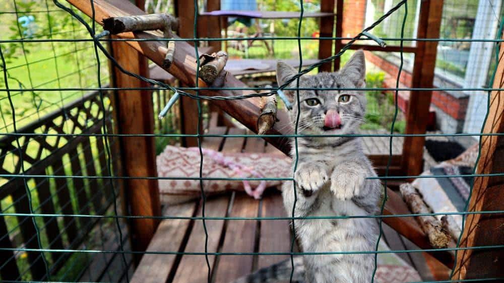 A gray kitten is climbing inside a catio