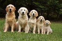 Dogs image