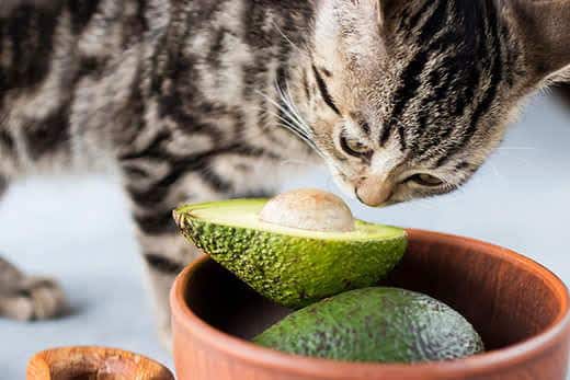 Chaton sentant un avocat mûr. Flou artistique.