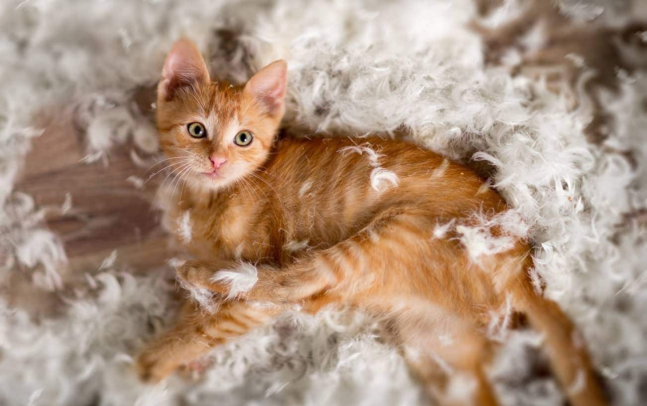Petit chaton jouant avec des plumes