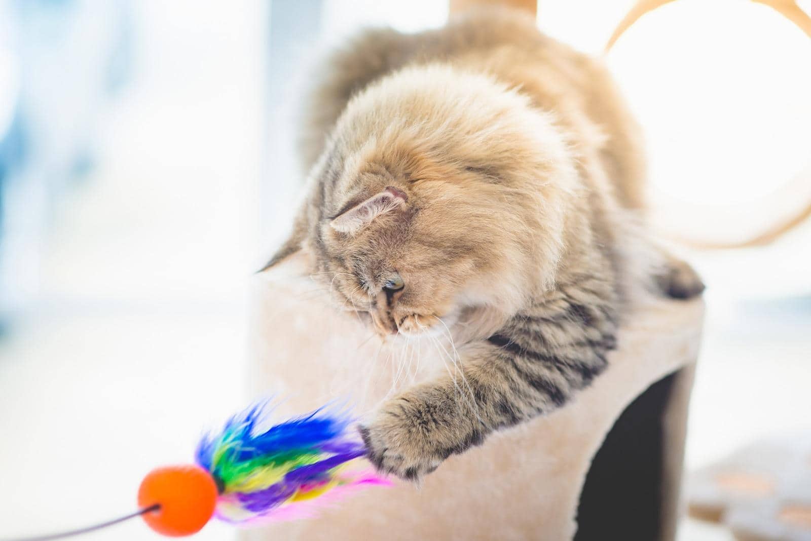 Chat persan jouant avec un jouet dans un arbre à chat