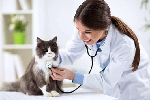 Chat persan avec une vétérinaire à la clinique vétérinaire