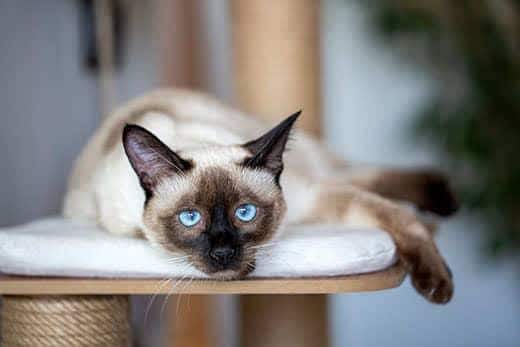 Animal, chaton siamois