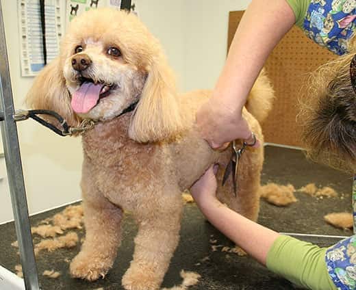 Caniche abricot se faisant couper les cheveux chez le toiletteur