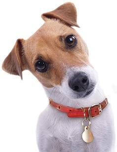 Animal Shelter