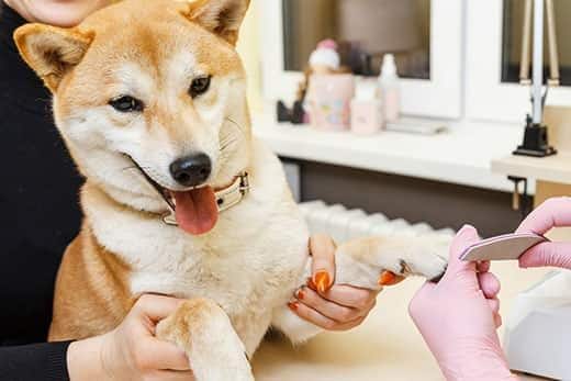 Une esthéticienne traite les ongles des chiens Shibu Inu avec une lime à ongles.
