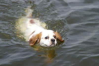 Chien épagneul blanc nageant dans l'eau d'un lac.