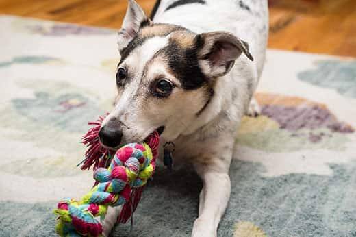 Un croisé terrier joue à tirer sur un jouet coloré.
