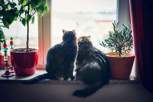 Two cats sits on window sill looking out with plants on boths sides of them