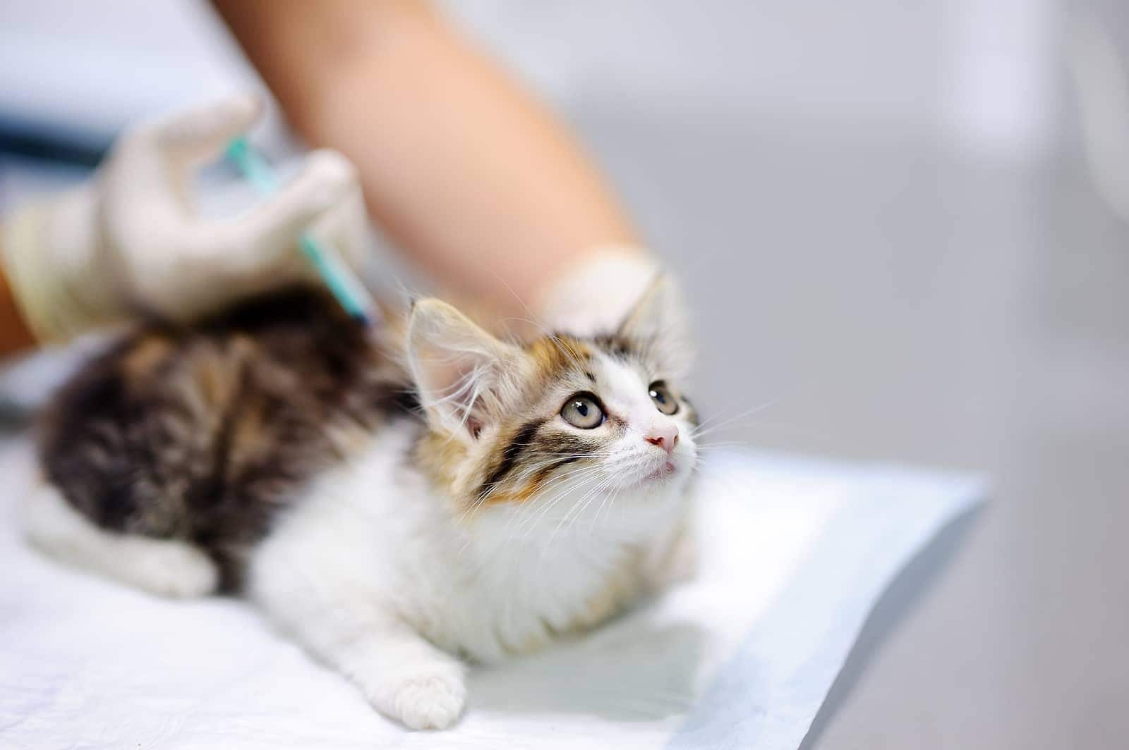 Chaton vacciné par un vétérinaire