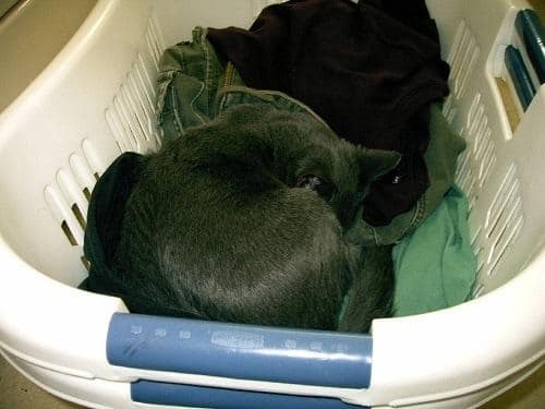 Chat gris pelotonné dans un panier à linge blanc.