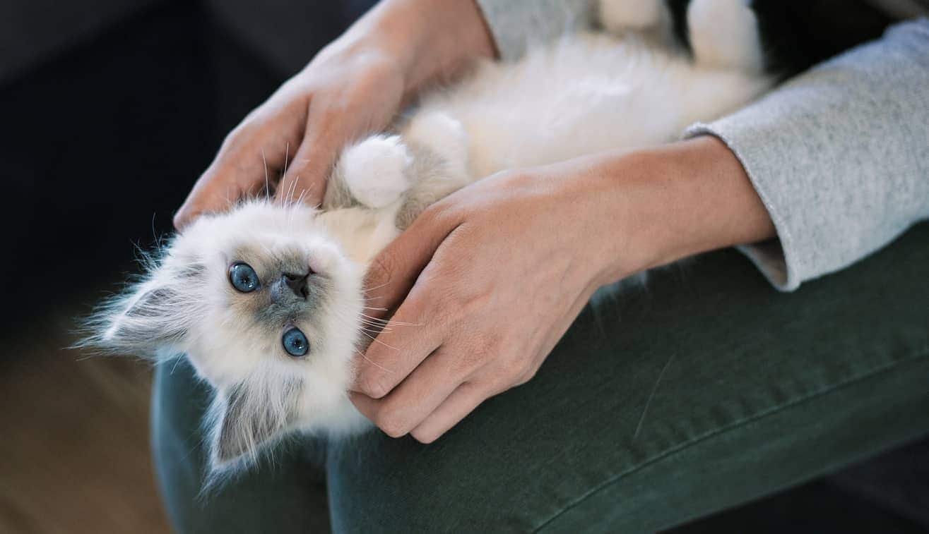 Chaton blanc allongé sur les genoux de l'homme.