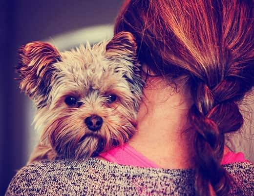 
Un mignon yorkshire terrier jetant un coup d'oeil autour de l'épaule d'une femme