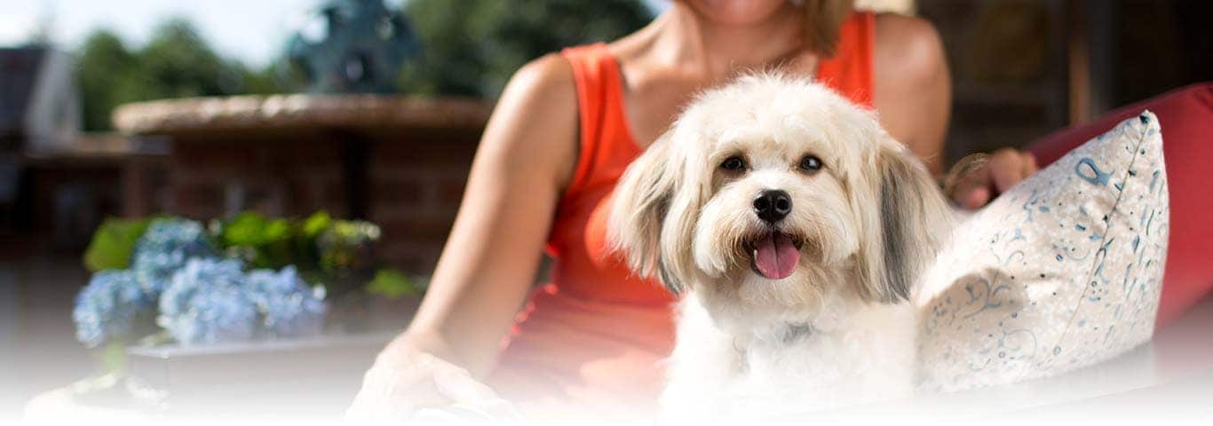 Photo d'un chien Shih Tzu