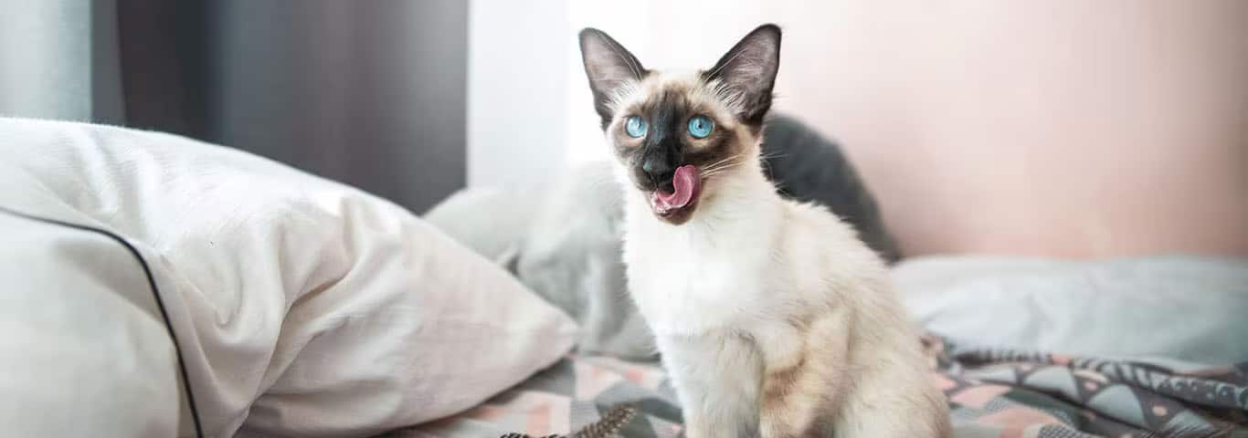 Photo d'un chat balinais