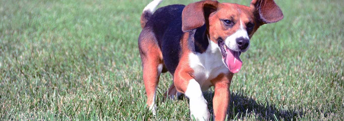 Photo d'un chien Beagle