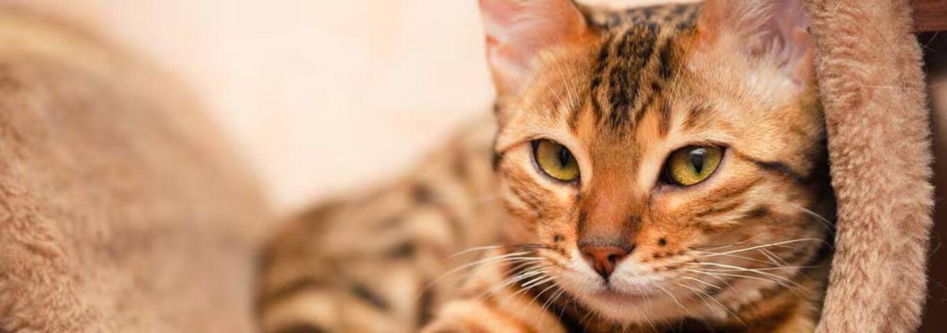Photo d'un chat du Bengale