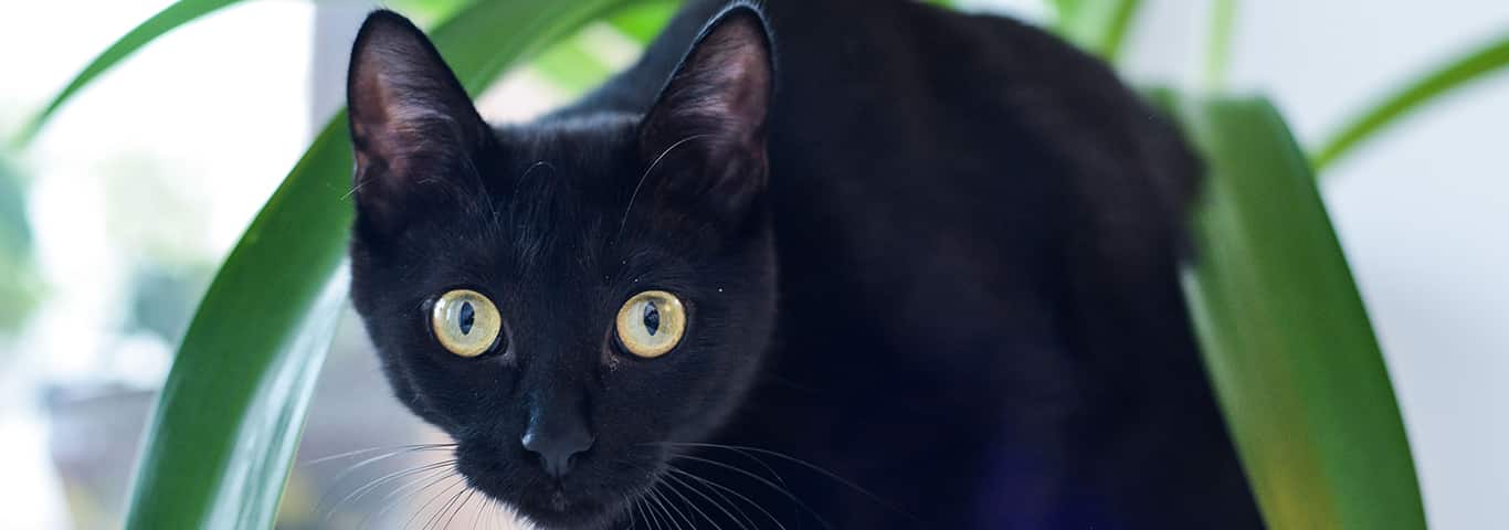 Photo d'un chat de Bombay