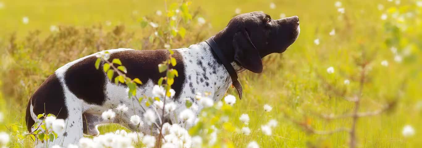 Photo d'un chien pointeur anglais