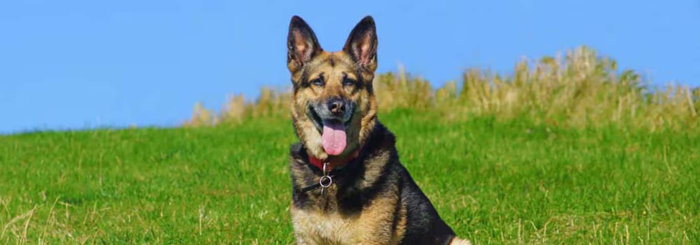 Photo d'un chien de berger allemand