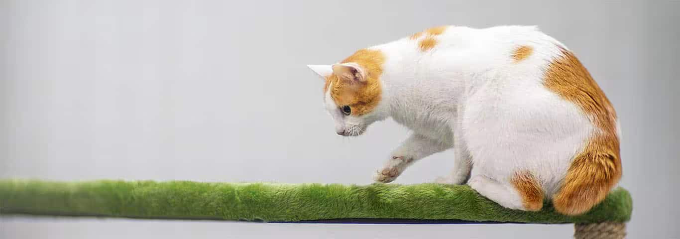 Photo d'un chat Bobtail japonais