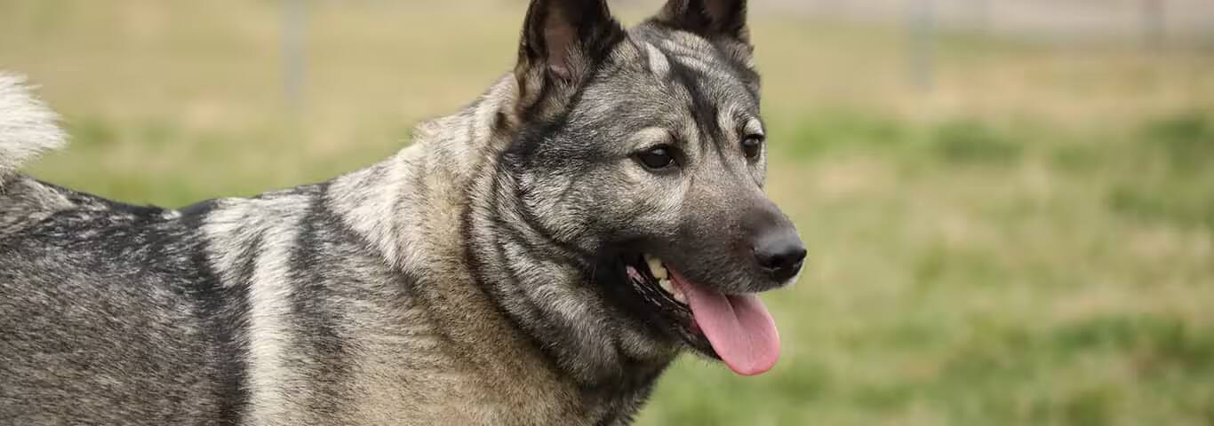 Photo d'un chien d'élan norvégien