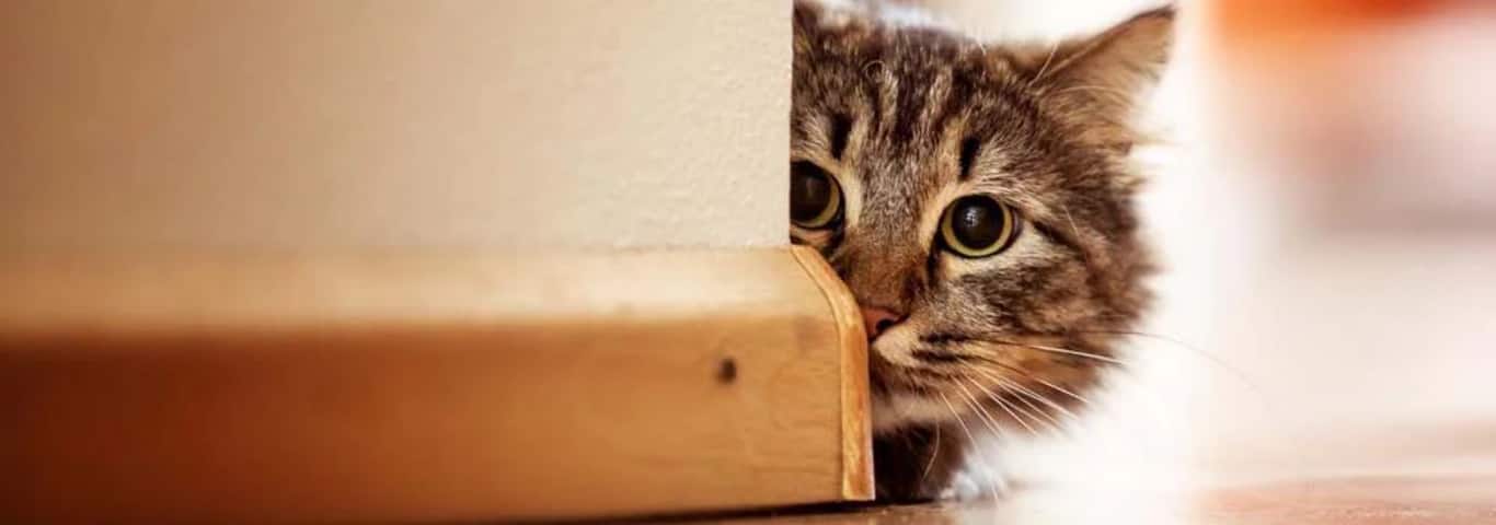 Photo d'un chat des forêts norvégiennes