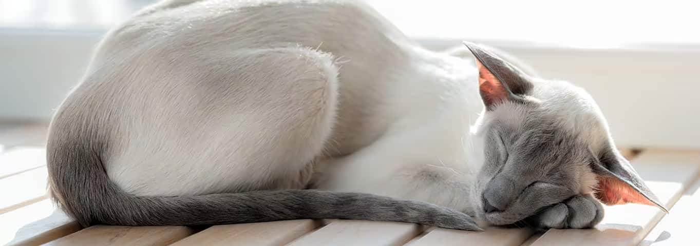 Photo d'un chat oriental