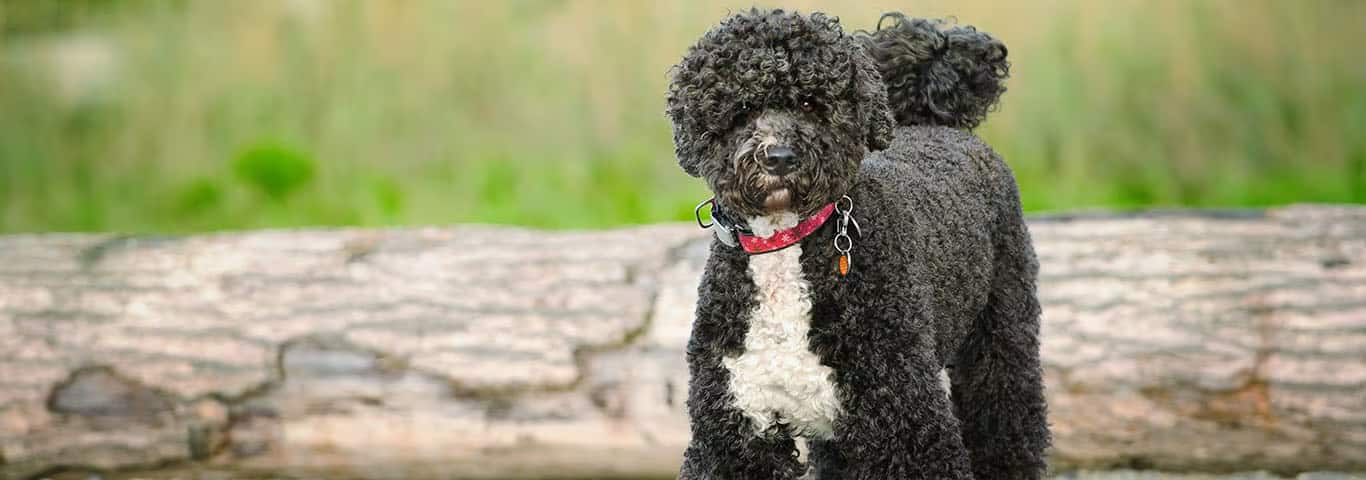 Photo d'un chien d'eau portugais