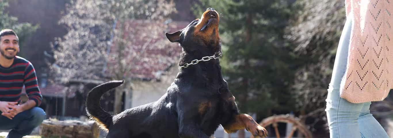Photo d'un chien Rottweiler